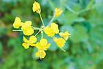 油菜花