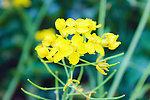 油菜花