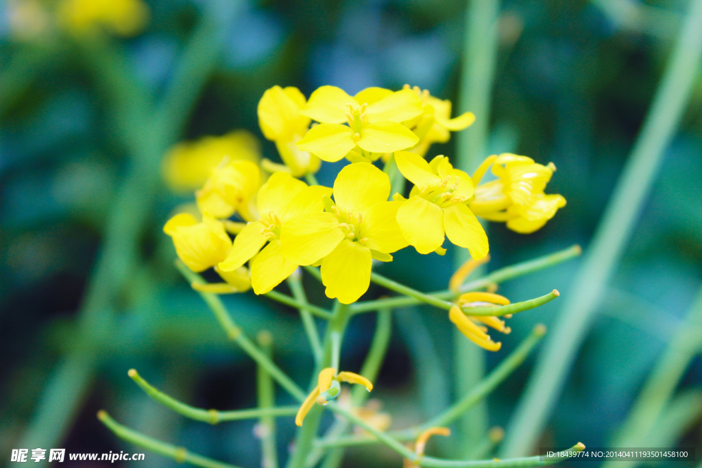 油菜花