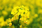 油菜花开