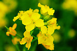 油菜花
