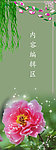 牡丹花