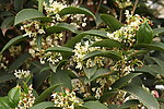桂花