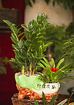 金钱树