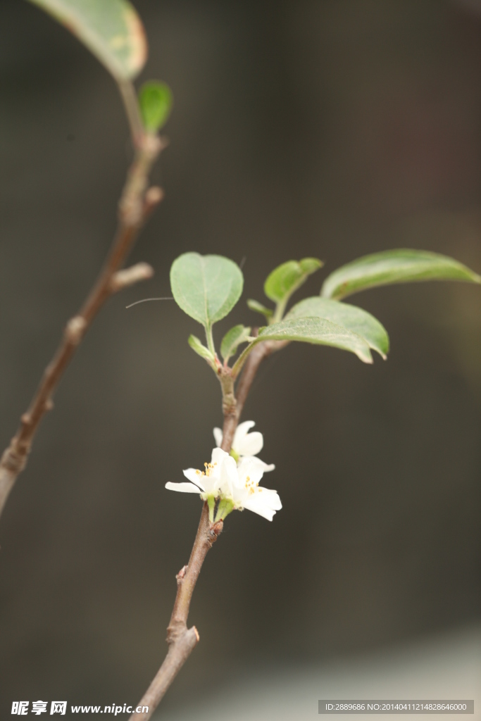 苹果花