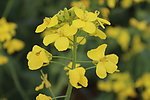 油菜花