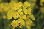 油菜花