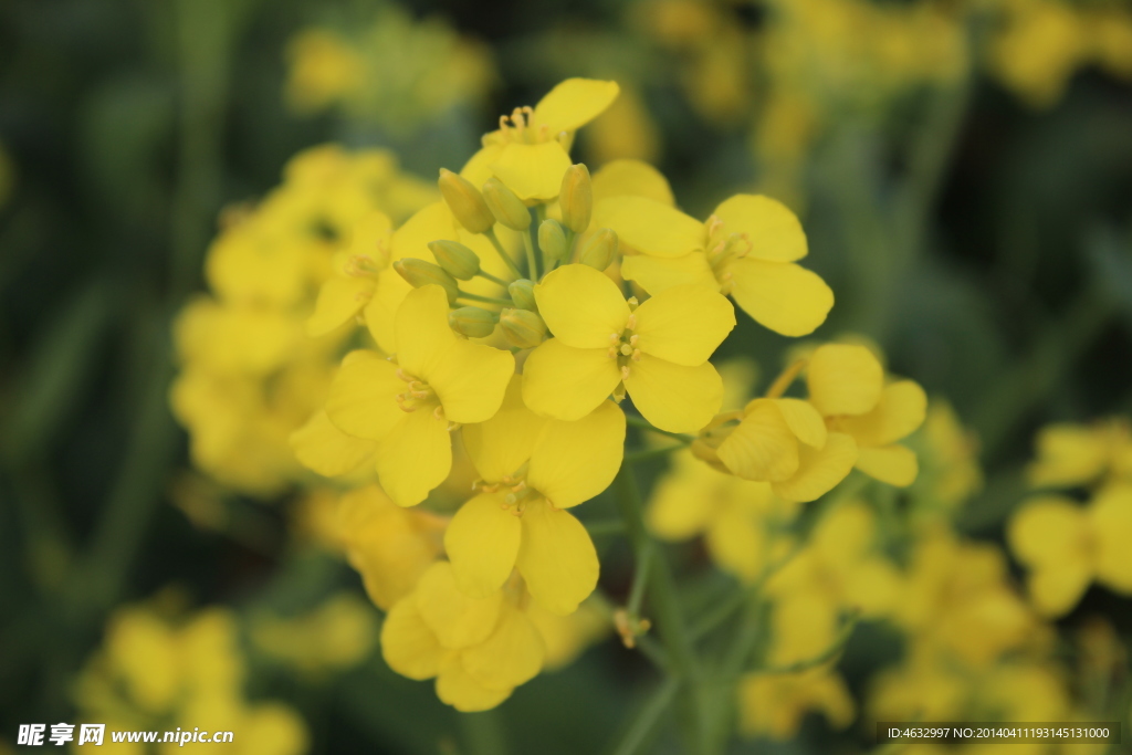 油菜花