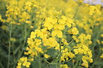 油菜花