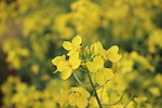 油菜花