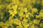 油菜花