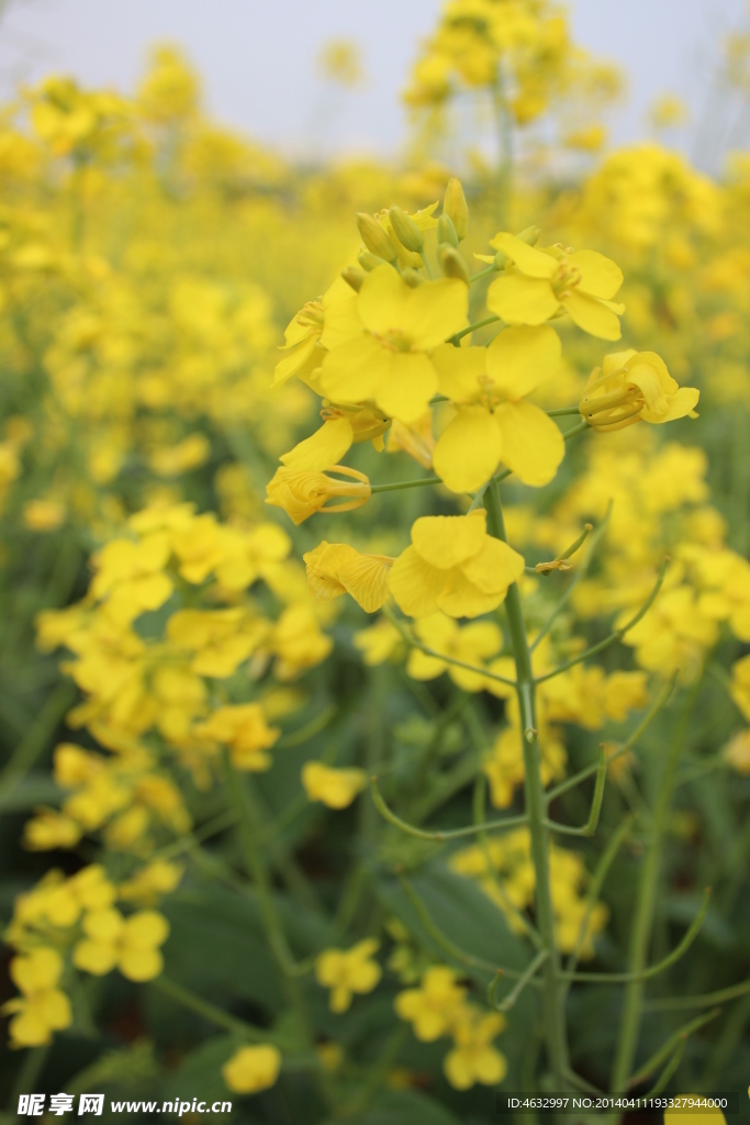 油菜花