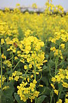 油菜花