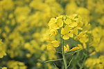 油菜花