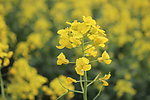 油菜花