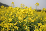 油菜花