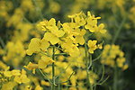 油菜花