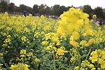 油菜花