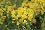 油菜花