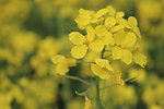 油菜花