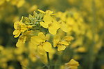 油菜花