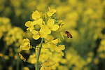 油菜花