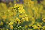 油菜花