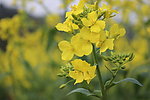 油菜花