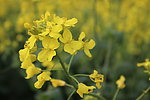 油菜花