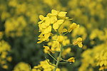 油菜花