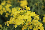 油菜花