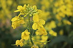 油菜花