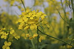 油菜花