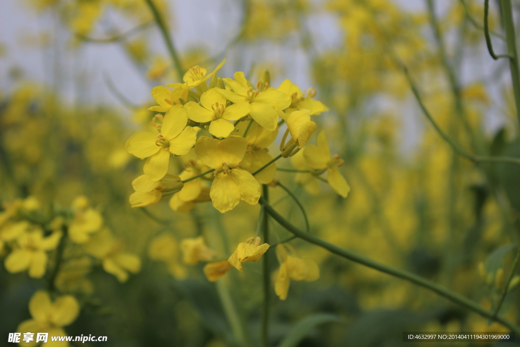 油菜花