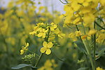 油菜花