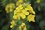 油菜花
