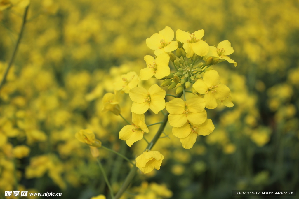 油菜花