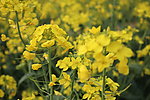 油菜花