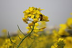 油菜花