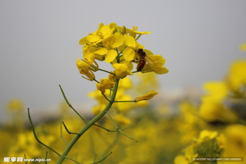油菜花