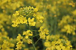 油菜花