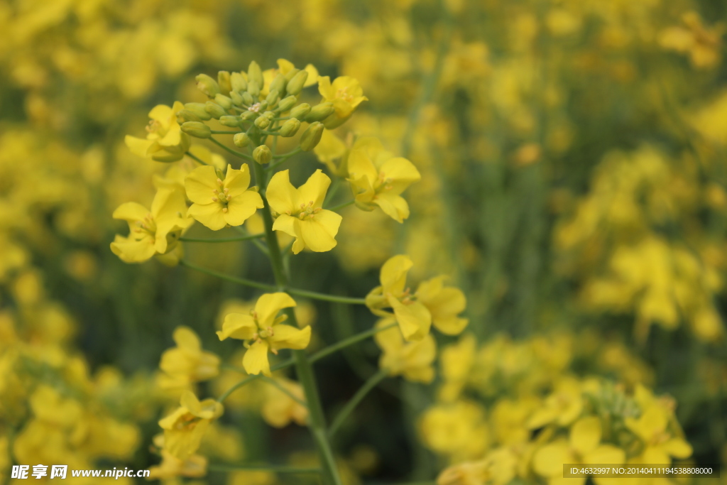 油菜花