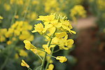 油菜花