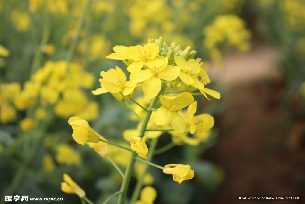 油菜花