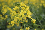 油菜花