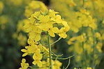 油菜花