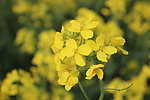 油菜花