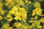 油菜花