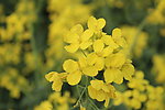 油菜花