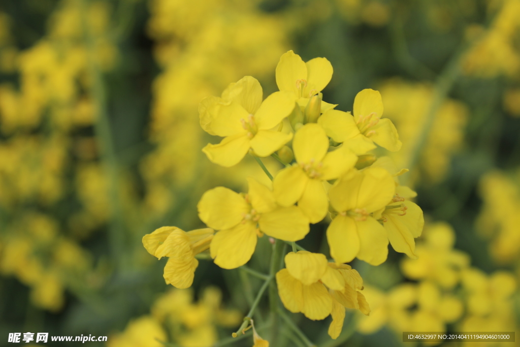 油菜花